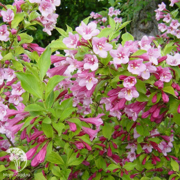 Вейгела гибридная Лоймансей Ауреа
