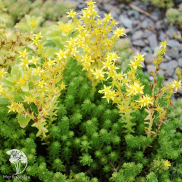 Очиток шестиугольный