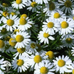 Ромашка аптечная Подмосковная