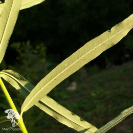 Ива пурпурная Хоуки