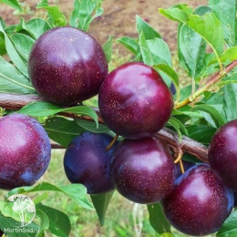 Слива гибрид Светлячок + Шарафуга (слива х персик х абрикос)