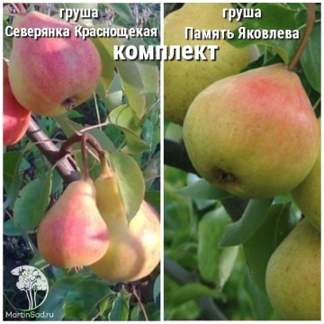 Фото Груша Северянка краснощекая + опылитель Груша Память Яковлева