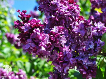 Фото Сирень обыкновенная Аделаида Данбар