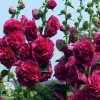 Шток-роза Бордо фото 1 