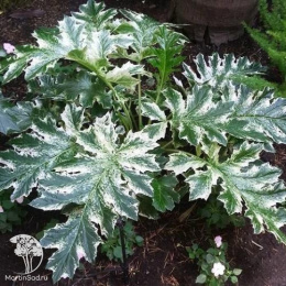 Акант моллис мягкий Уайтвотер