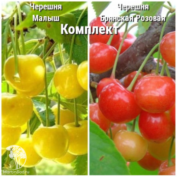 Фото Сверхвыгодный комплект! Черешня Малыш + опылительм Черешня Брянская розовая
