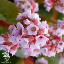 Бадан гибридный Бэби Долл