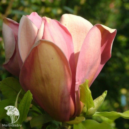 Магнолия бруклинская Ева Мария