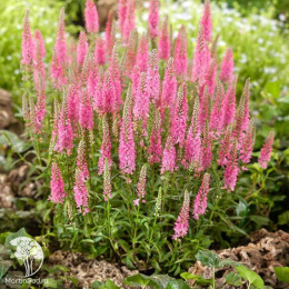 Вероника Пинк Гоблин