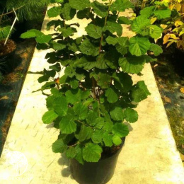 Фундук Ноттингемский