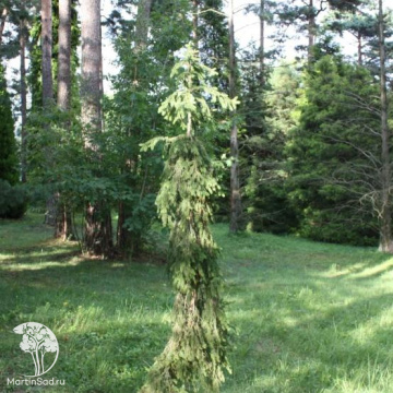 Фото Ель европейская Харрахия