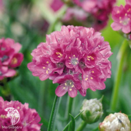 Армерия приморская Монинг Стар Дип Роуз