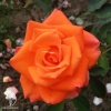 Роза чайно-гибридная Моника на штамбе фото 3 