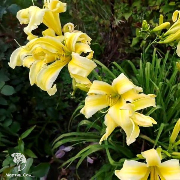 Фото Лилейник Хэвэнли Флайт оф Энжелс