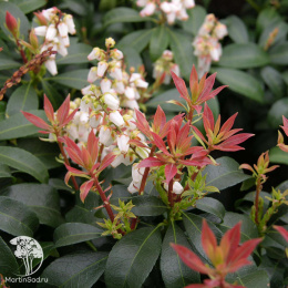 Пиерис японский Дебютант