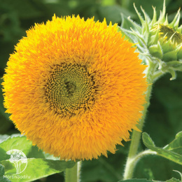 Подсолнечник Папа Тэдди (высокорослый, махровый, желтый)