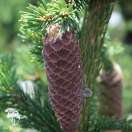 Ель обыкновенная Ломбартсии