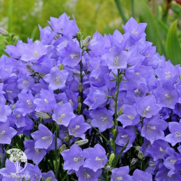 Колокольчик персиколистный Эрлион Дип Блу