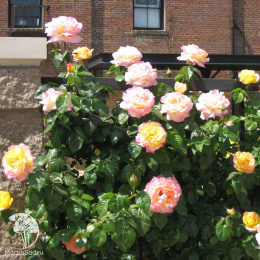 Роза чайно-гибридная Пис (Глория Дей)