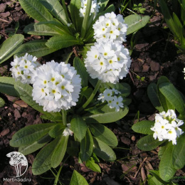 Примула белая зубчатая