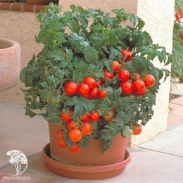 Томат Горшечный красный +Горшечный оранжевый (серия Дуэт)