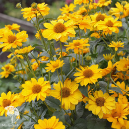 Гелиопсис шероховатый Нью Гибридс