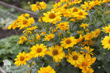Фото Гелиопсис шероховатый Нью Гибридс