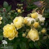 Роза флорибунда Голден Бордер фото 1 