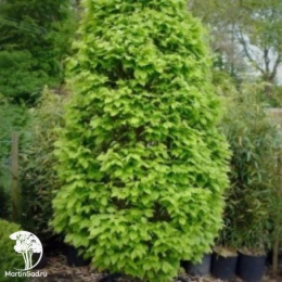 Граб обыкновенный Страбла на штабе