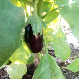 Баклажан Саламандра --- Ор. А