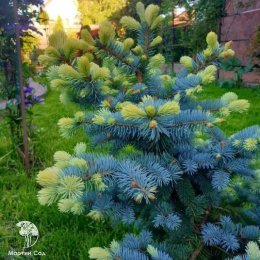 Ель колючая голубая Нимец