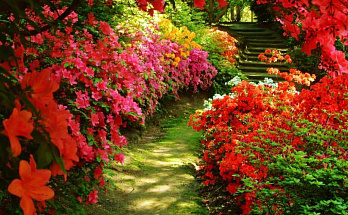 Король в красном. Многолетники с яркими красными оттенками для ландшафтного дизайна