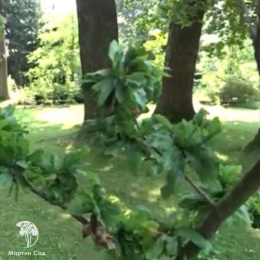 Бук лесной Крарае