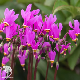 Додекатеон Джефри