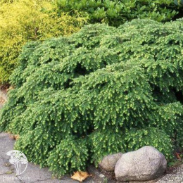 Тсуга канадская Нана
