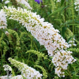 Буддлея Давида Белые кисти
