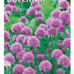 Лук шнитт Богемия