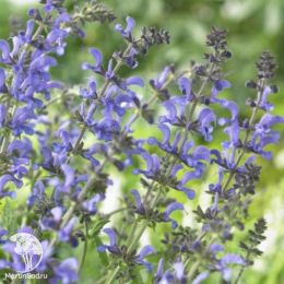 Набор для ароматной грядки шалфей Майнахт + Рапсоди ин Блю + Плюмоза