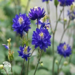 Aquilegia vulgaris Clementine Blue Аквилегия обыкновенная махровая Климентина Блю