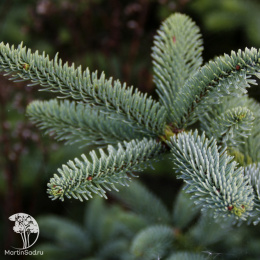 Лапник пихты Нобилис
