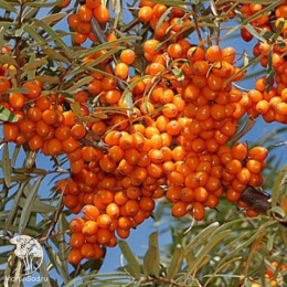 Облепиха Джемовая