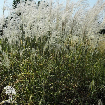 Фото Мискантус китайский Мемори