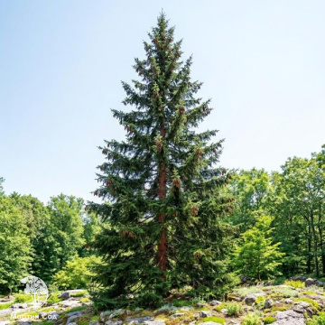 Фото  Ель красная (Picea rubens)
