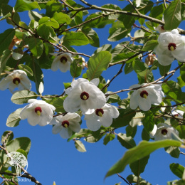 Магнолия Зибольда