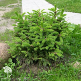 Ель обыкновенная Пумила Нигра