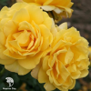Роза Готха фото 1 