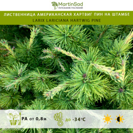 Лиственница американская Хартвиг Пин на штамбе