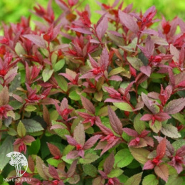 Спирея  японская Дабл Плэй Артист