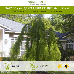 Таксодиум двурядный Пендулум Новум
