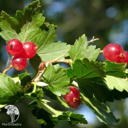 Смородина альпийская Шмидт